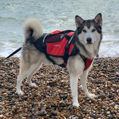 Dog wearing Crewsaver red pet buoyancy aid on a pebbled beach by the sea